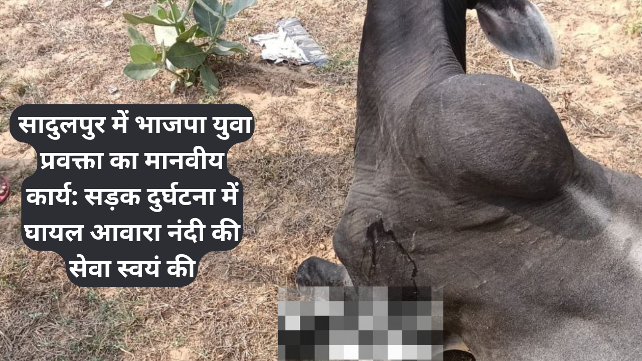 सादुलपुर में भाजपा युवा प्रवक्ता का मानवीय कार्य: सड़क दुर्घटना में घायल आवारा नंदी की सेवा स्वयं की